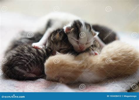 Kittens Sleeping In The Cage Royalty Free Stock Image Cartoondealer