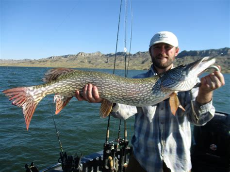 Dean Waltee With A 36″ 14 Pound Northern Pike Fort Peck Fishing