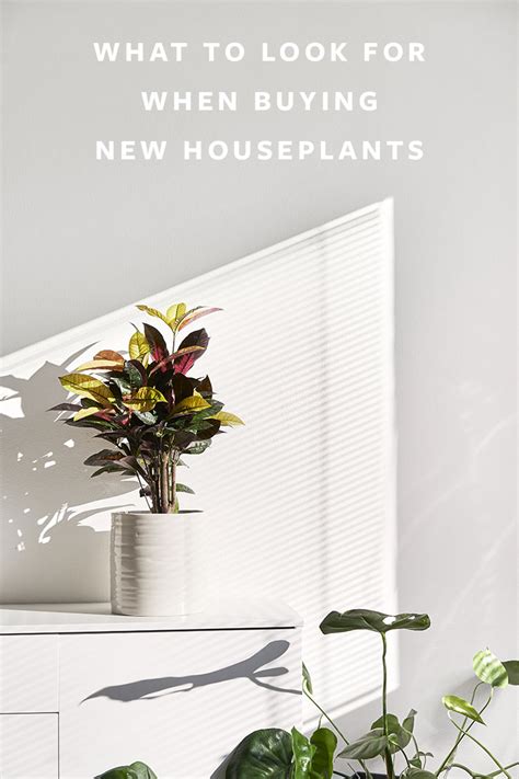 How To Buy Plants What To Look For When Picking New Houseplants