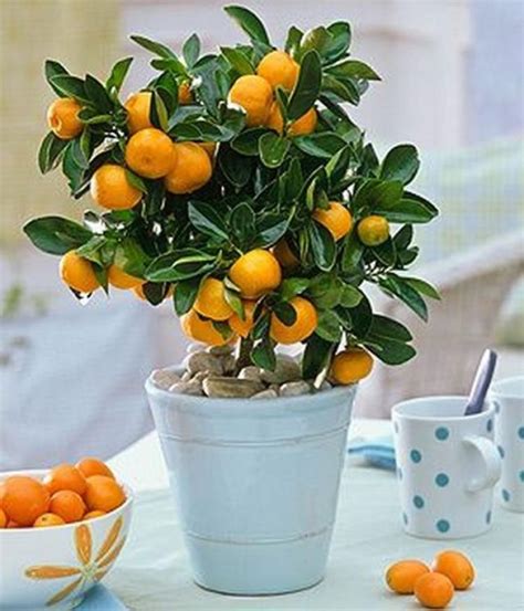 Unique House Plants That Will Liven Up Your Home Orange Plant Plants