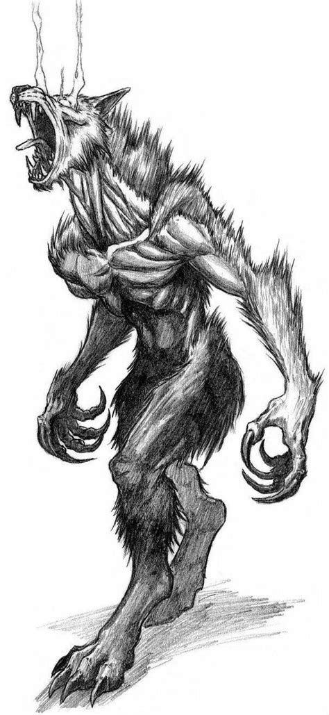 Hombre Lobo Werewolf Tattoo Werewolf Drawing Werewolf