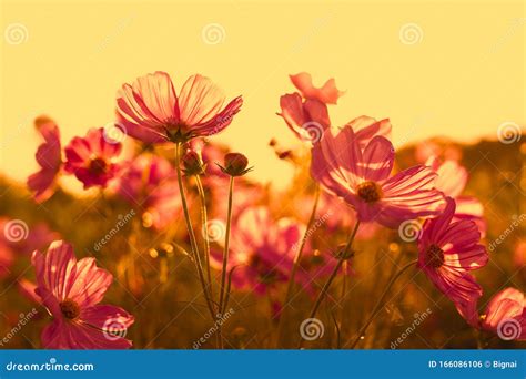 Beautiful Pink Cosmos Flower Blooming In The Field On Sunset Stock