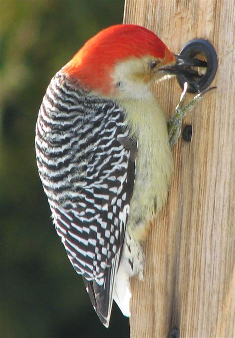 South Burlington Birds Red Bellied Woodpecker Photos