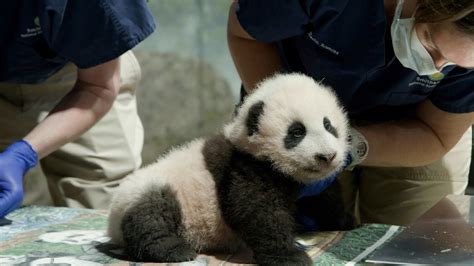 Playful Panda Cub Appears On Live Panda Cam At National Zoo