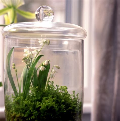 Terrarium Wise When You Need Nature Close By