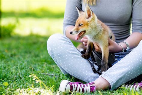 Make sure you thoroughly investigate it and find out if the rescue centre is managed responsibly and in a transparent manner. Do Foxes Make Good Pets?
