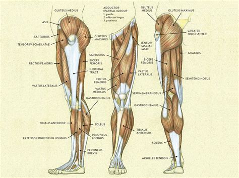 Upper Leg Muscles And Tendons Muscles Of The Leg And Foot Classic