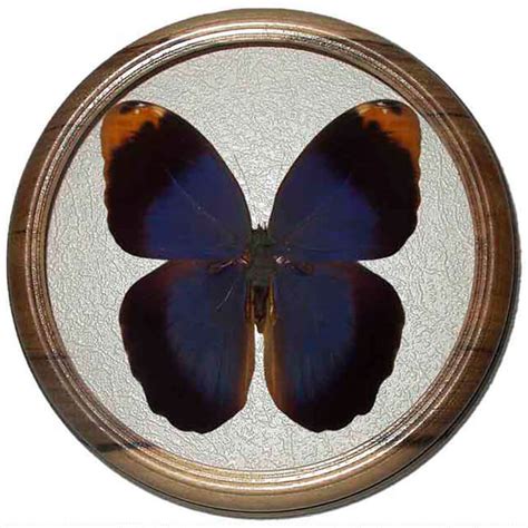 Caligo beltrao, the purple owl, is a butterfly of the family nymphalidae. Caligo Beltrao — Купить бабочек в подарок