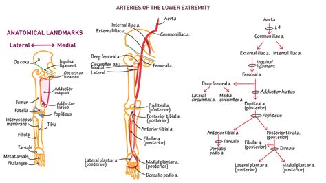 This Chart Shows The Major Arteries Present In The Lower Limbs My XXX Hot Girl