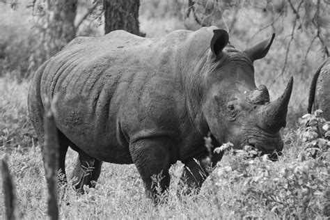 The Rhino Poaching Crisis Poaching Earth Touch News
