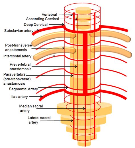 Spinal Arterial Anatomy
