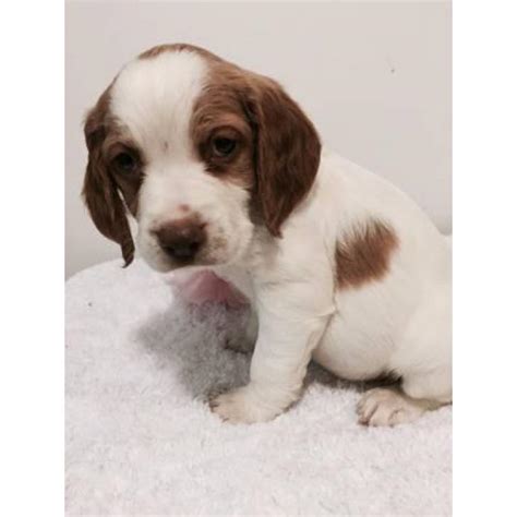 Check out our brittany puppy selection for the very best in unique or custom, handmade pieces from our ornaments shops. Brittany spaniels for sale - 4 puppies left in Baltimore ...