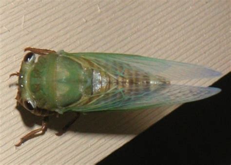 The Differences Between Cicadas And Locusts Owlcation