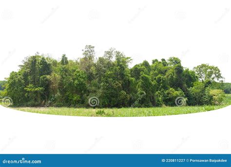 View Of A High Definition Treeline Isolated On A White Background Stock