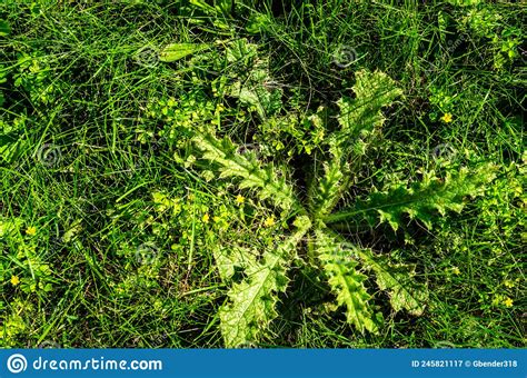 Prickly Spiky Weed On A Lawn Stock Image Image Of Dandelion Nature