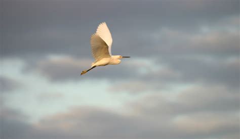 Free Images Nature Swamp Bird Wing Sky Seabird Flying Fly