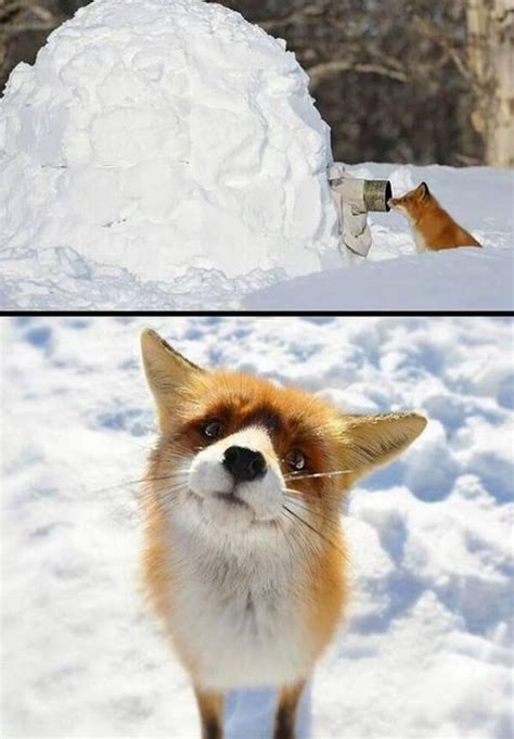 Hello There This Is Fox 9gag