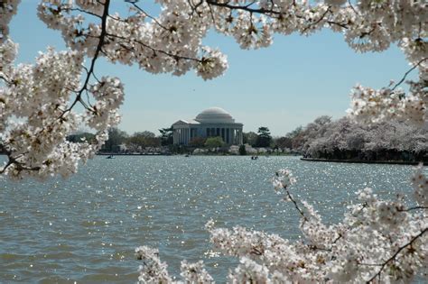 The 5 Best Spots To Photograph Cherry Blossoms In Dc Washington Dc
