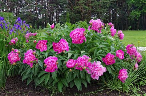 How To Plant Peony In Your Garden Tricks To Care