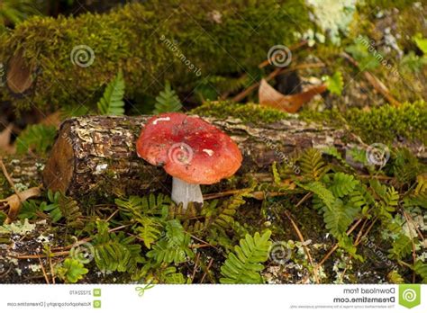 Alabama Mushrooms Photos