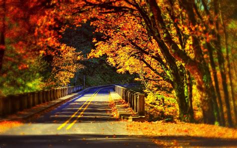 Trees Path Leaves Colors Forest Park Nature Bridge