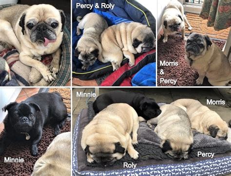 Morris Story Part 2 The Pug Dog Welfare And Rescue Association