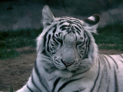 Filewhite Tiger