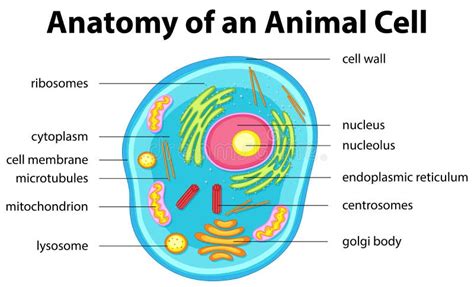 Animal Cell Stock Illustration Illustration Of Cell Object 7058467