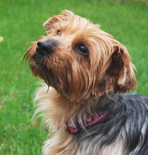 Little Mo 5 Year Old Female Yorkshire Terrier Dog For Adoption