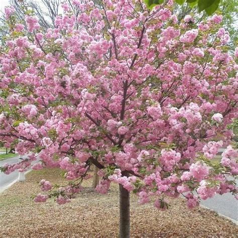 Buy Kwanzan Cherry Trees For Sale Garden Goods Direct Cherry Trees Garden Flowering Cherry