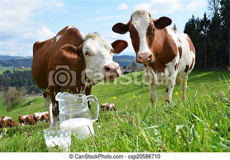 Vergleichen sie die preise und lesen sie echte gästebewertungen, um das richtige zimmer zu buchen. Schweiz, emmental, cows., milch, gebiet.