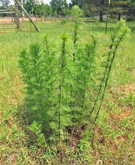 Check spelling or type a new query. Dogfennel: Ugly Pasture Weeds that Reduce Bahia Production ...