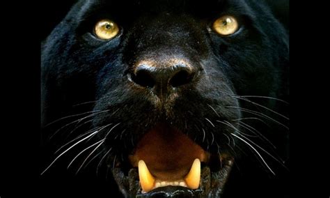 Free for commercial use no attribution required high quality images. Black Leopard Wallpaper (71+ images)