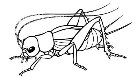 Free Coloring Pages Animal Cricket Printable Coloring For Drawing