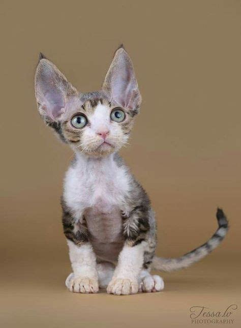 13 Smartest Cat Breed In The World With Images Devon Rex Cats