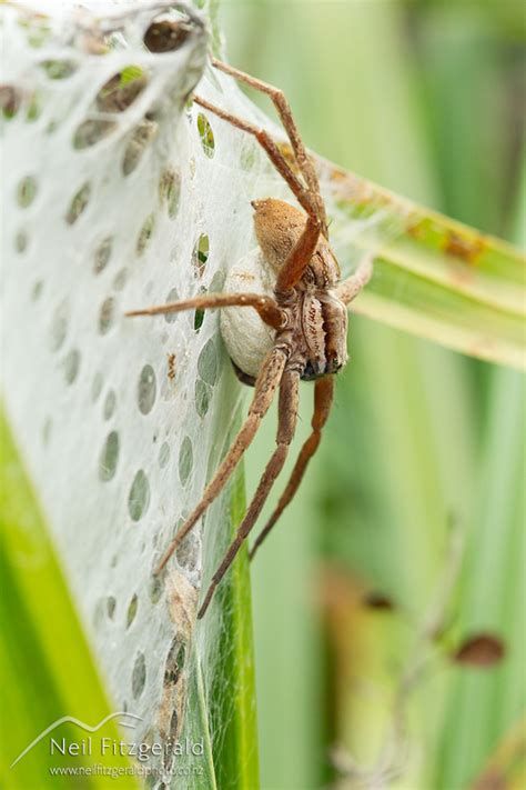 Nursery Web Spider Neil Fitzgerald Photography