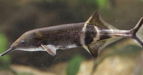 Elephant Nose Fish · Tennessee Aquarium