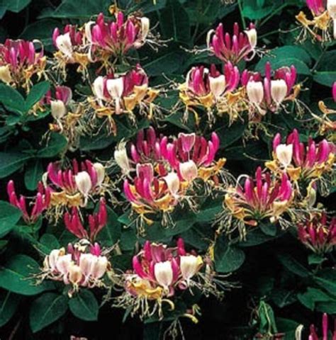 4 5 1 star 1 star 1 star 1 star 1 star (7 reviews) write review. LONICERA PERICLYMENUM 'SEROTINA' -LATE DUTCH HONEYSUCKLE ...