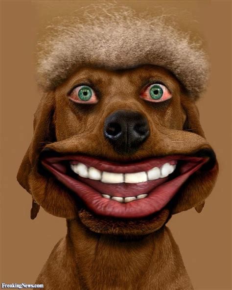 Images For Funny Smiling Dogs Funny Dog Faces Funny Dogs Smiling Dogs