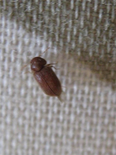 Small Round Brown Bugs In Bedroom