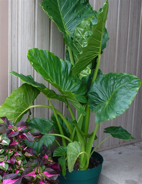 How To Grow And Care The Elephant Ear Plant Indoors 48 OFF