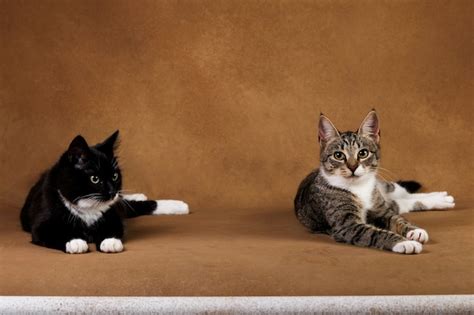 Premium Photo Studio Shot Of A Two Cats Sitting On Brown Background