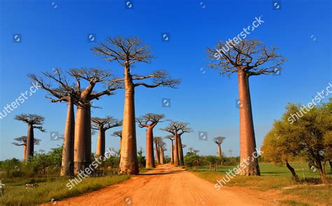 Baobab Trees Adansonia Grandidieri Avenue Baobabs Editorial Stock Photo