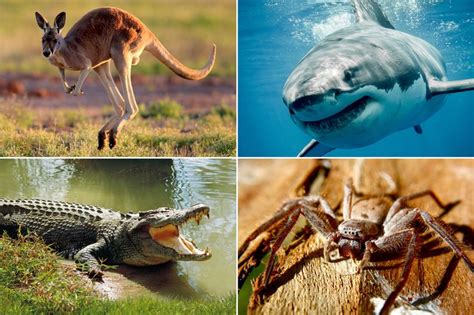 Australias Deadliest Animal Revealed And It Will Surprise You