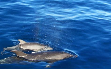 Dolphins Call Each Other By Name New Study Shows Outdoorhub