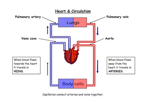 Schematic Diagram Of Blood Flow In The Heart