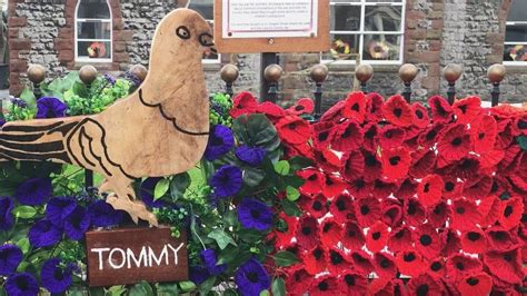 Dalton Tommy The War Hero Pigeon Honoured With Remembrance Display