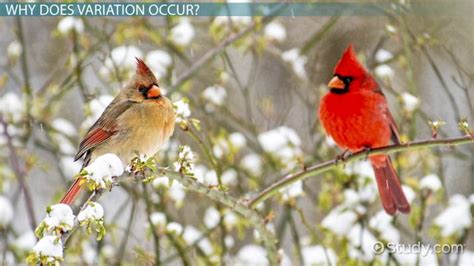 Quantitative differences do not fall into discrete categories like in discontinuous variation. Continuous & Discontinuous Variation in a Species - Video ...