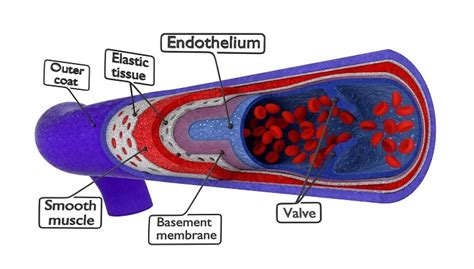The Care And Feeding Of Your Endothelium Welldaily