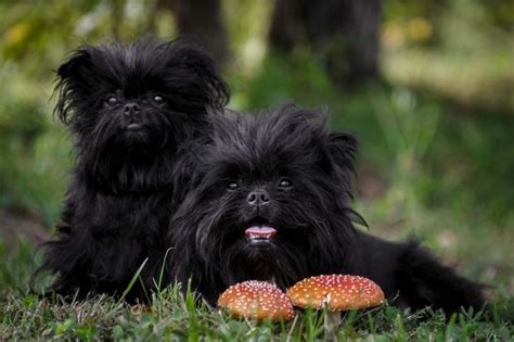 American Toy Dog Breeds Dog Bread